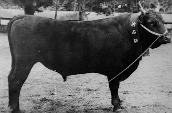 種雄牛として記録された神石牛